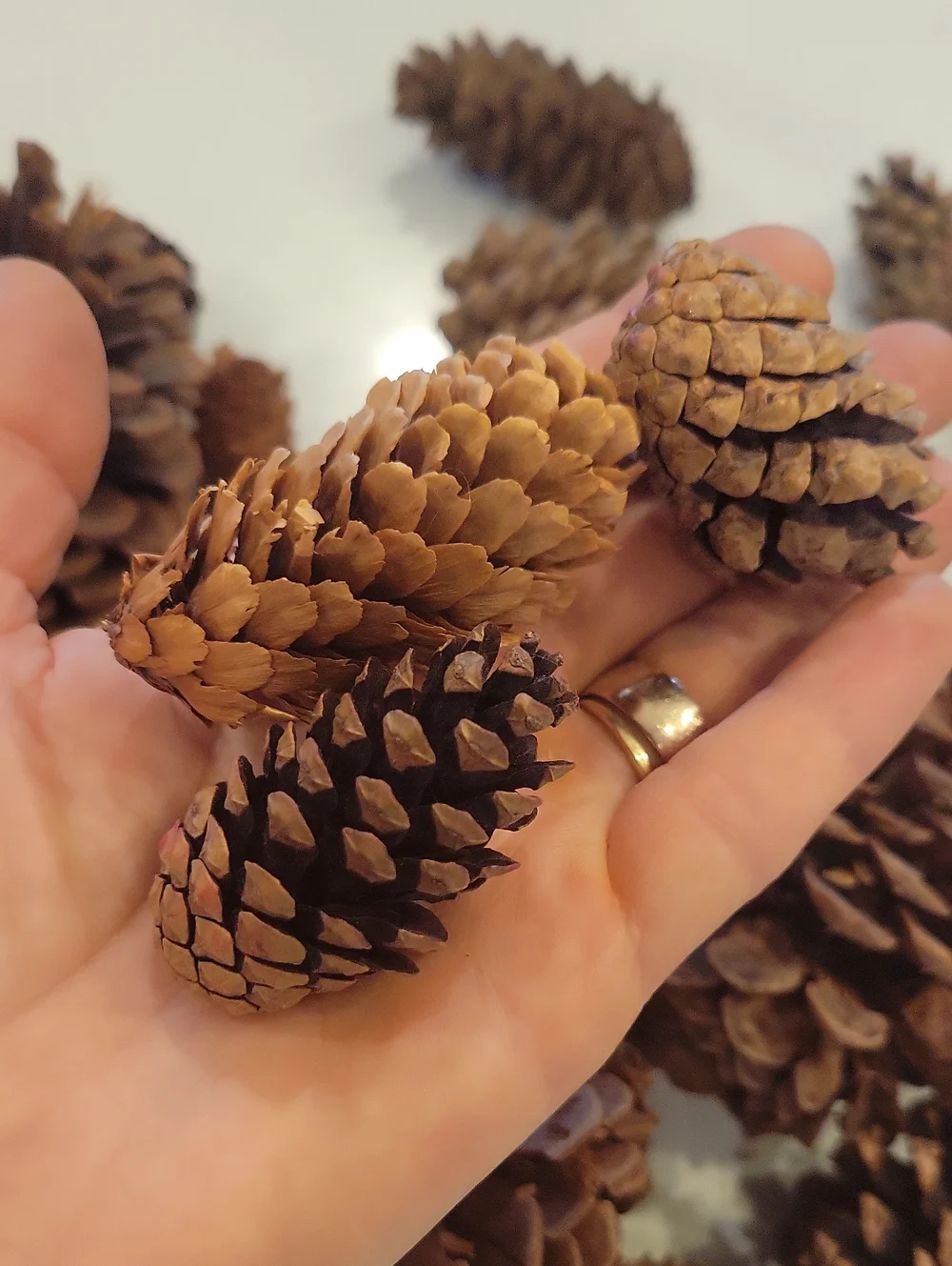 Real Pinecone Bundle